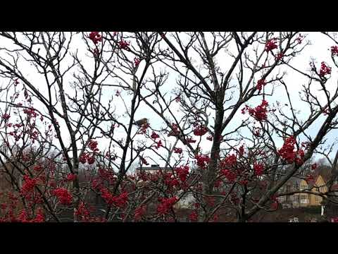 Pine Grosbeak calling