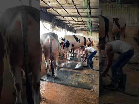 Cleaning the floor and the mats on the cow farm#carpetcleaning #cowfarm #ytshorts #shorts
