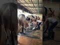 Cleaning the floor and the mats on the cow farm#carpetcleaning #cowfarm #ytshorts #shorts