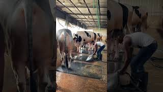 Download lagu Cleaning the floor and the mats on the cow farm#carpetcleaning #cowfarm #ytshorts #shorts mp3