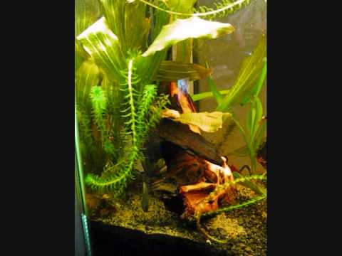 20 Galllon Discus Tank