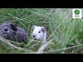Meerschweinchen Die Wild Im Garten Leben