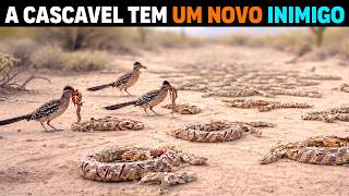 Cascavéis estão SENDO MORTAS no deserto e o CULPADO é minúsculo