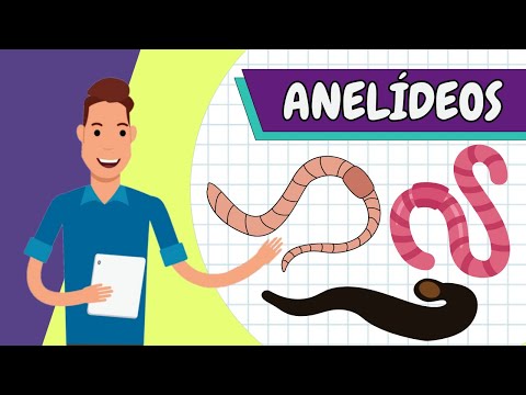 Resumo - ANELÍDEOS