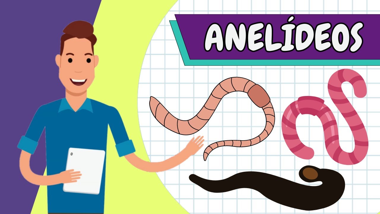 Resumo - ANELÍDEOS