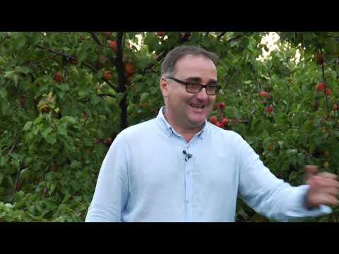 Reč struke ep. 260 30.07.2019. Kajsija