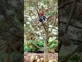 Tips To Harvest Durian The Fastest Gardener Fruit Fyp Agriculture Funny Harvest Satisfying Shorts