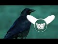 Kala Kauwa Kaat Khayega Dj Song