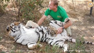 Мы с тобой одной крови - человек и тигр. Тайган. Tigress trusts her human. Taigan