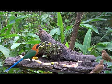 Rufous Motmot Highlights List Of Afternoon Visitors In Panama – Jan. 10, 2018