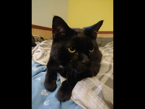 Pathing The Exile! divine ire totem build.