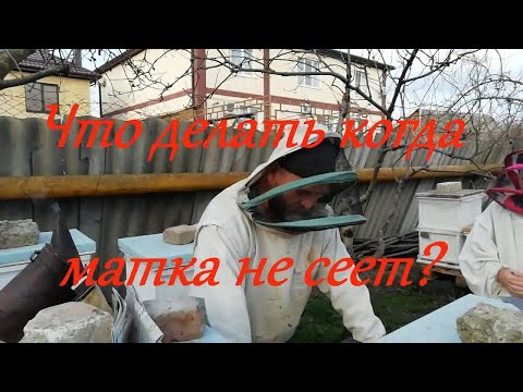 Что делать когда матка не сеет