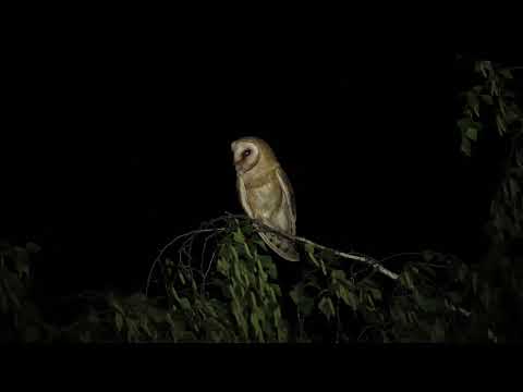 Tyto Alba, (Baren owl, Bufi i hambarit.