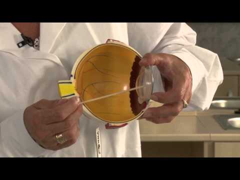 A szem felépítése