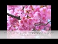 Sakura [Lyrics] 