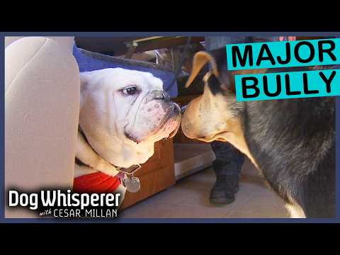 Antisocial Bulldog HATES Other Dogs | Dog Whisperer With Cesar Millan