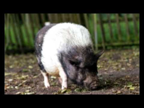 Great Tips for Keeping Pot bellied Pigs as Pets