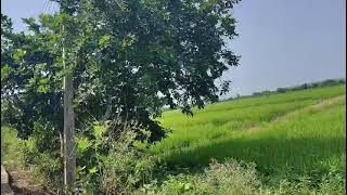  Agricultural Land for Sale in Parseoni, Nagpur