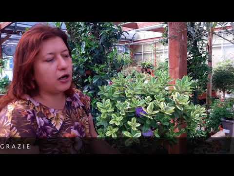 Practical advice on how to grow and propagate hebe