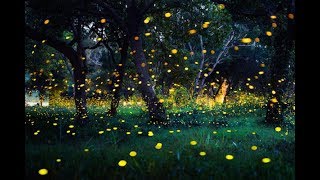 Clifford T Ward - New England Days