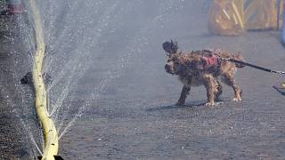 Ola de calor en Alemania, vecinos de Colonia se refrescan entre la niebla