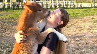Vidéos d'adorables bébés animaux | 20+ minutes de bébés animaux mignons