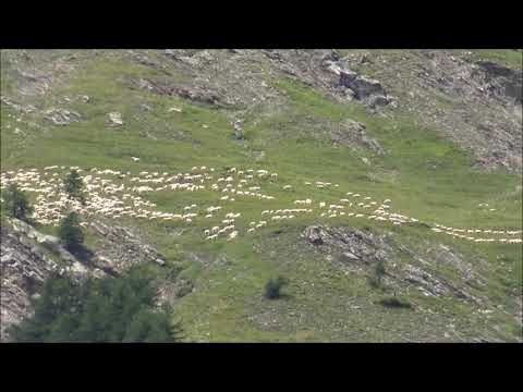 GREGGE DI PECORE IN ALTA MONTAGNA IN VALLE STURA (CN) DOM. 28 - 7 - 2019