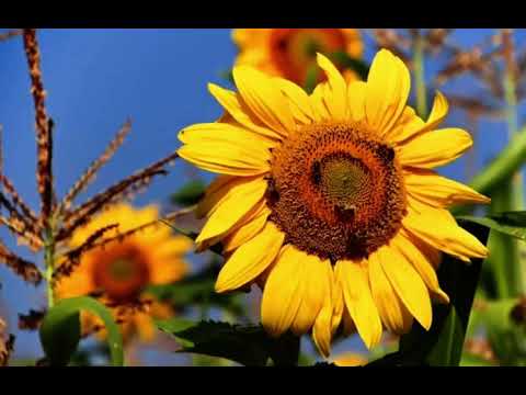 Dušan Dančuo - Kad sam bio mlađan lovac ja