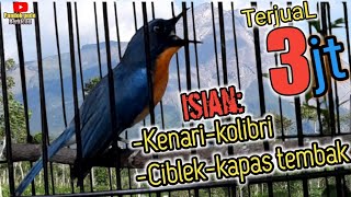 Download lagu Tledekan gunung gacor||tledekan bambu gacor Asli,isian kenari,kapas tembak,ciblek,kolibri mp3