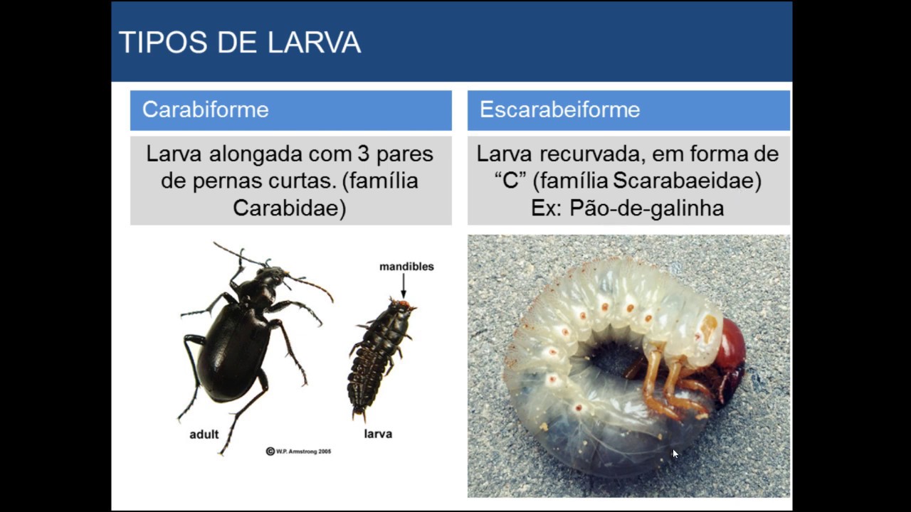 Crescimento e desenvolvimento dos insetos