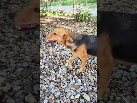 Cenotes de Candelaria 🇬🇹 Nentón #Huehuetenango #exploraguate