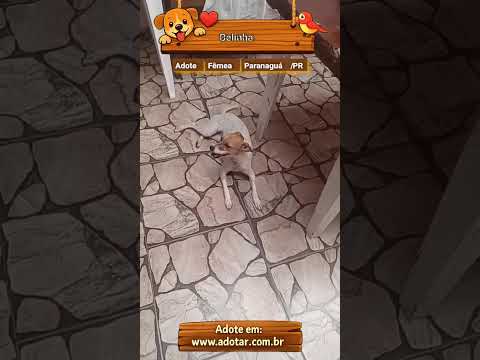 Vídeo de Belinha