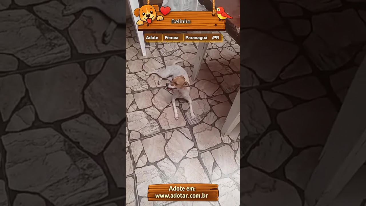 Cachorro raça Perdigueiro idade 1 ano nome Belinha