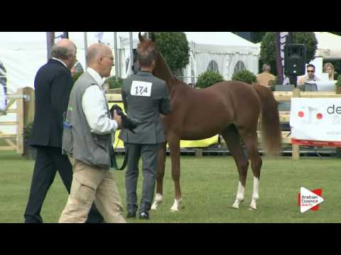 N.174 MAGNUMS VOLCAN K.A. - Bruges 2016 - Colts 2 years old (Class 106)