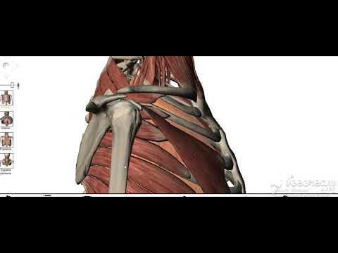 Thoracic cage