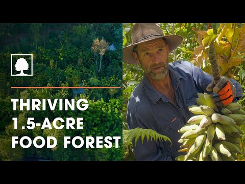 Incredible 1.5-Acre Permaculture / Syntropic Food Forest with Over 250 Plant Species
