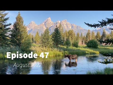 Wildlife Wednesday Monthly Round up of the Greater Yellowstone Ecosystem - August 2022