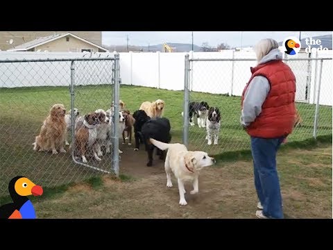 Good Dogs Wait For Their Names To Be Called | The Dodo