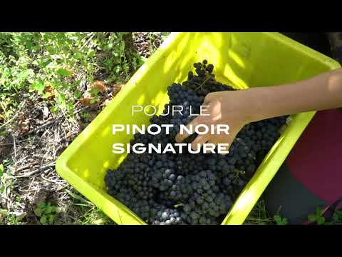 Découvrez notre PINOT NOIR Signature 2018!
Issu de nos deux plus vieilles parcelles, ce Pinot Noir a tout d'un Grand du Domaine Bouvet-Jabloir! Il a d'ailleurs déjà été classé parmi les 100 meilleurs Pinot Noir au Mondial des Pinots!