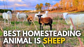 Sheep Are The BEST Animal You Can Raise, Here's Why