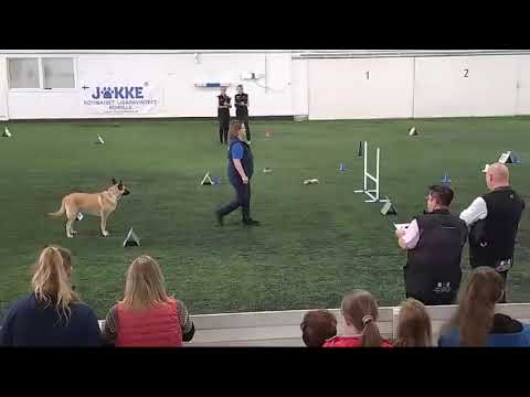 FCI RALLY OBEDIENCE WORLD CHAMPIONSHIP FINAL 2024 KUTINAN XUURVILI