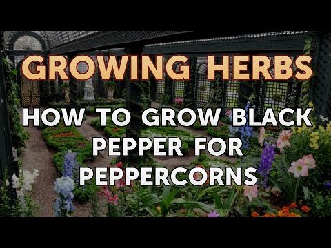 How to Divide Lavender Plants