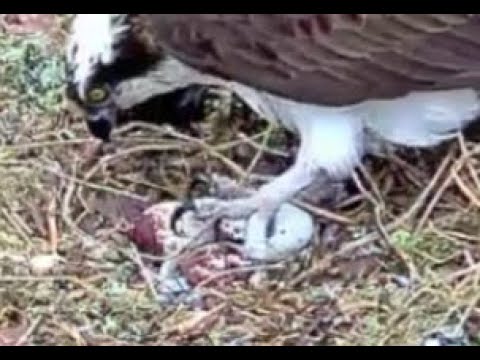 Louis the Loch Arkaig Osprey brings fish and stands on the eggs! 9 May 2020