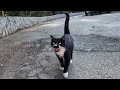 Tuxedo Cat Who Always Purrs Loudly Started Meowing When She Saw Me