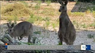 TGRMARCHE ed. TG 14.00 Falconara nato nuovo cucciolo di Canguro