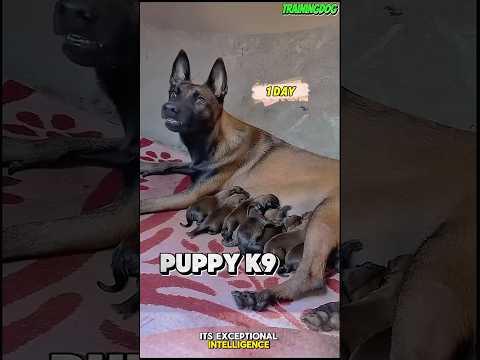 Training puppy k9 🔥❌ #dog #k9 #malinois #germanshepheard #puppy #dogtraining
