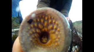 preview picture of video 'La boca de un superviviente prehistórico. La lamprea'