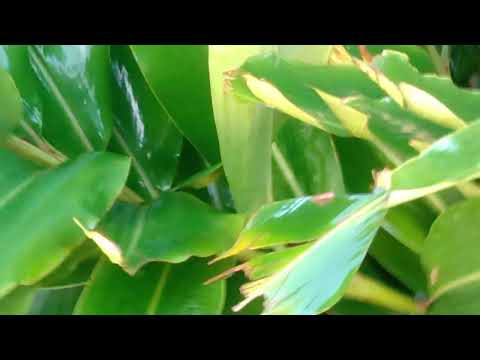 Sátiro Dias Bahia j a