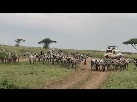 7-Day Tanzania safari-Golden Bamboo Tours