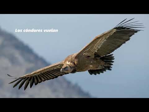 Vev Records Vesa Valtonen Machu Picchu Ritmo Andino Music of the World 2025